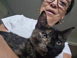 Found/Stray Female Cat last seen Castlereigh Drive, Farmington Hills, MI 48334