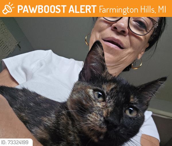 Found/Stray Female Cat last seen Castlereigh Drive, Farmington Hills, MI 48334