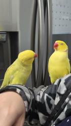 Reunited Male Bird last seen Near lawndale cres brampton, Brampton, ON L6S 3L3