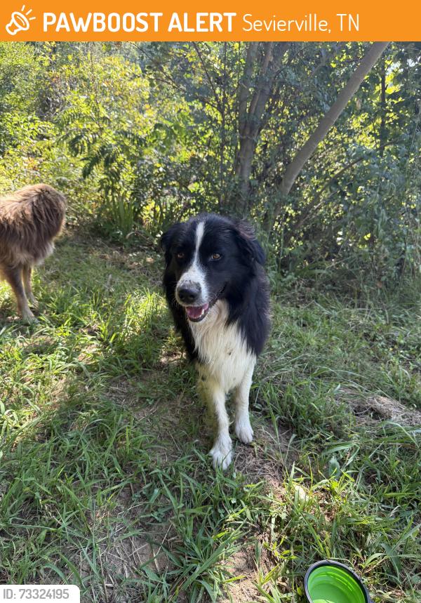 Found/Stray Unknown Dog last seen Russell Hollow Road, Sevierville, TN 37876