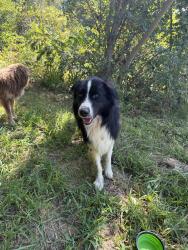 Found/Stray Unknown Dog last seen Russell Hollow Road, Sevierville, TN 37876