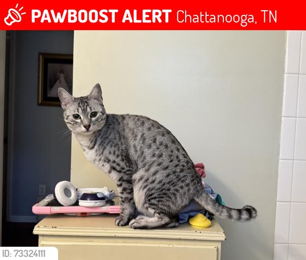 Lost Female Cat last seen Donlyn Drive, Eldridge Road, Delashmit Road hixson, Chattanooga, TN 37343