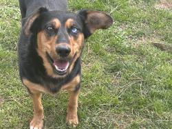 Reunited Male Dog last seen Near Colonades Way #214C, Cary, NC 27518, Cary, NC 27518