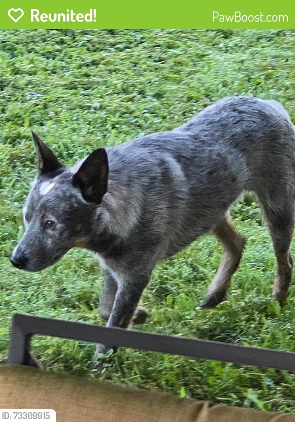 Reunited Male Dog last seen Near Hunt Road, Cleveland, TN 37323