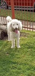 Lost Male Dog last seen Masters dr., Dallas, TX 75217