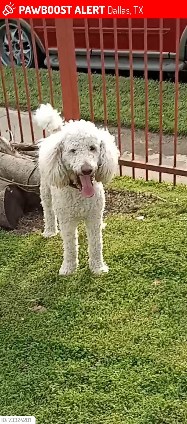 Lost Male Dog last seen Masters dr., Dallas, TX 75217