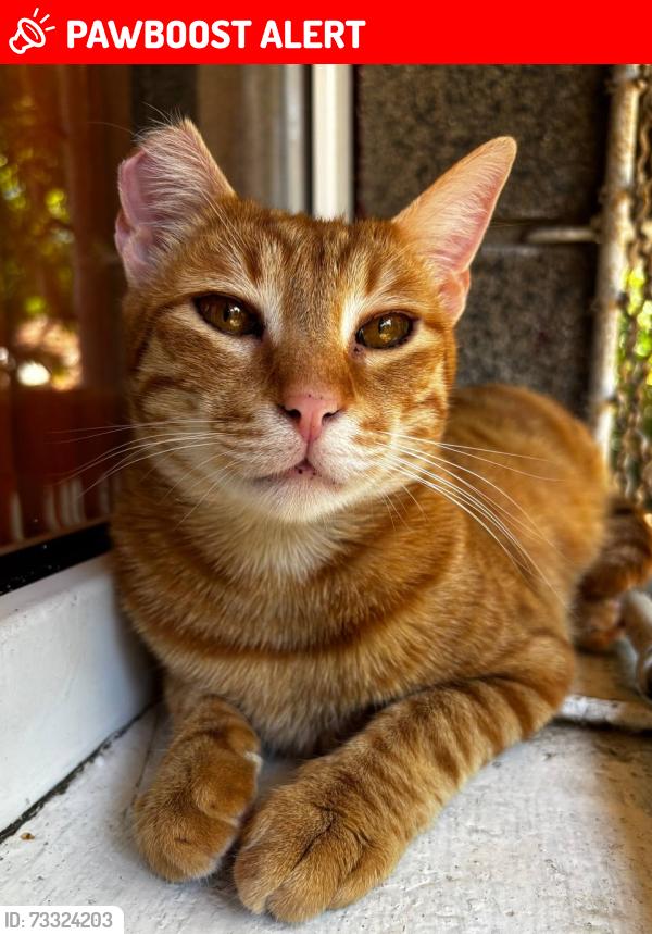 Lost Male Cat last seen Pengors road 62 garden, Llangyfelach, Wales SA5 7JA