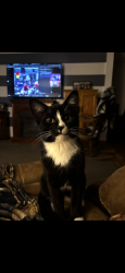 Lost Male Cat last seen Hickory rd, Greenville, PA 16125