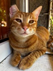 Lost Male Cat last seen Pengors road 62 garden, Llangyfelach, Wales SA5 7JA