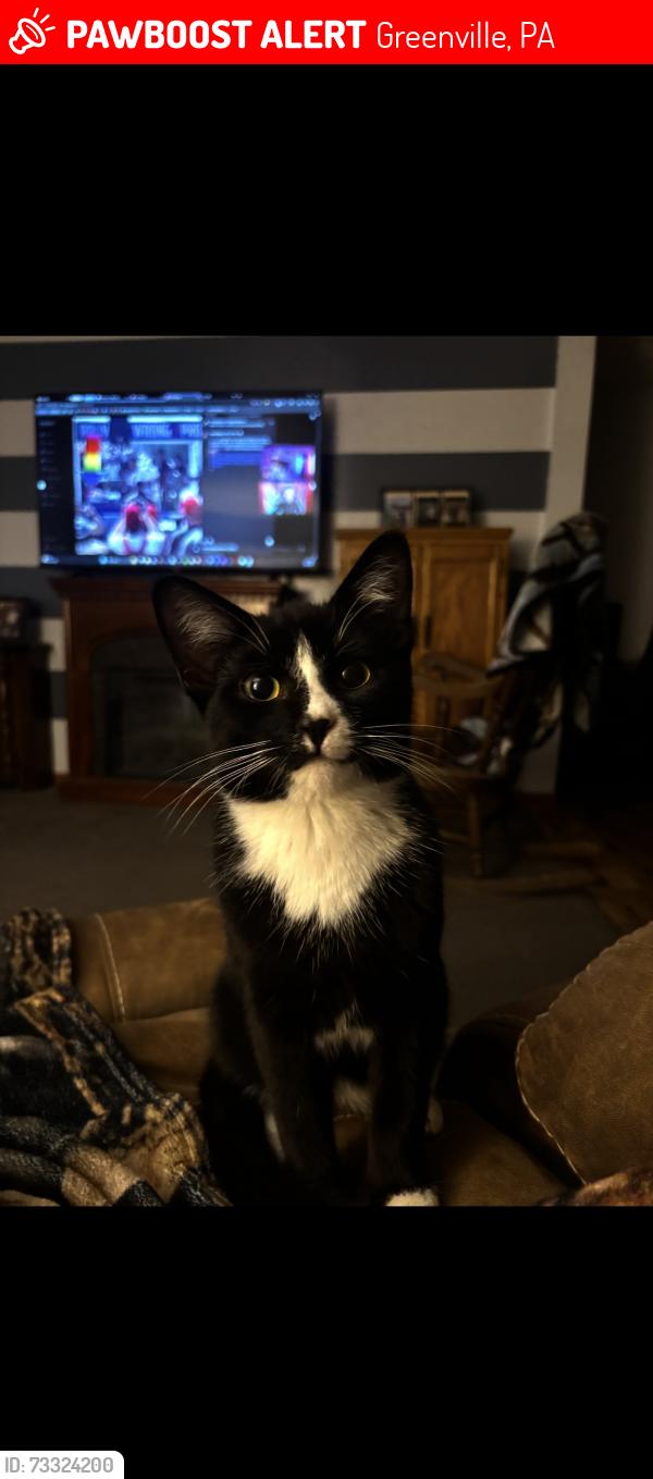 Lost Male Cat last seen Hickory rd, Greenville, PA 16125