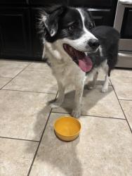 Reunited Unknown Dog last seen Mocking bird/349, Midland, TX 79705