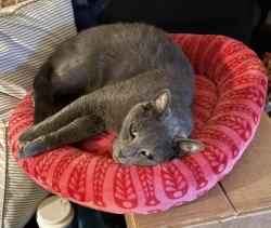 Reunited Male Cat last seen Stafford Ave, Huntington Park, CA 90255