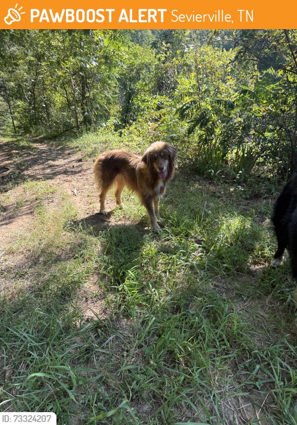 Found/Stray Unknown Dog last seen Russell Hollow Road, Sevierville, TN 37876