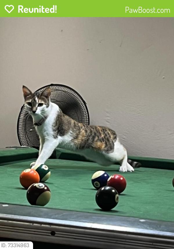 Reunited Female Cat last seen Lincoln and Ottawa, Windsor, ON N8Y 1R1