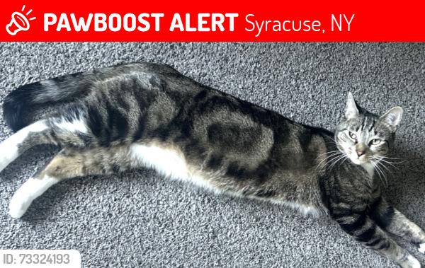 Lost Male Cat last seen Near Spencer St Syracuse, Syracuse, NY 13204