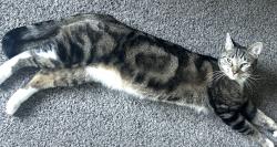 Lost Male Cat last seen Near Spencer St Syracuse, Syracuse, NY 13204