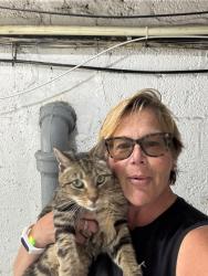 Reunited Male Cat last seen Dolphin Green apmts, Port Washington, NY 11050