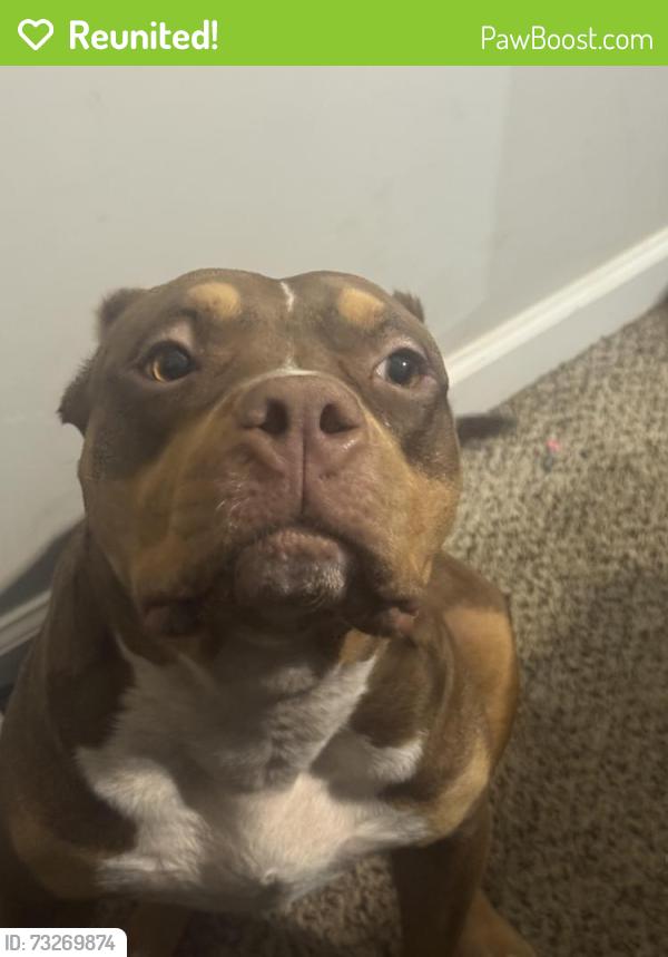 Reunited Female Dog last seen Old Brownsville rd, Memphis, TN 38135