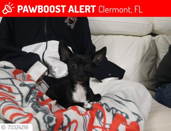 Lost Female Dog last seen Clermont Waterfront Park, Clermont, FL 34711