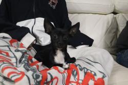Lost Female Dog last seen Clermont Waterfront Park, Clermont, FL 34711