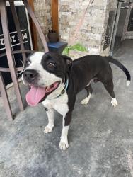 Reunited Male Dog last seen Duhon Road and W Broussard, Lafayette, LA 70503