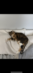 Lost Female Cat last seen N church St, Greenville, SC 29609