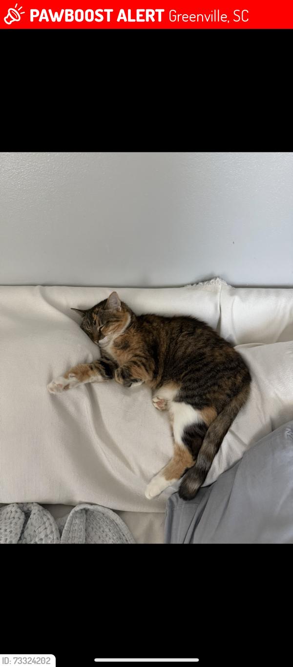 Lost Female Cat last seen N church St, Greenville, SC 29609