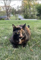 Lost Female Cat last seen Driskell Ave Sw Mableton GA, Mableton, GA 30126