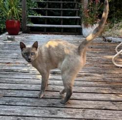 Shelter Stray Unknown Cat last seen Near 34TH AVE SW, Seattle, WA, 2061 15th Ave W, Seattle, WA 98119, USA