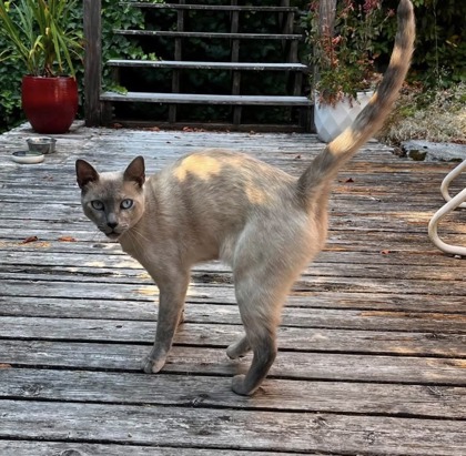 Shelter Stray Unknown Cat last seen Near 34TH AVE SW, Seattle, WA, 2061 15th Ave W, Seattle, WA 98119, USA