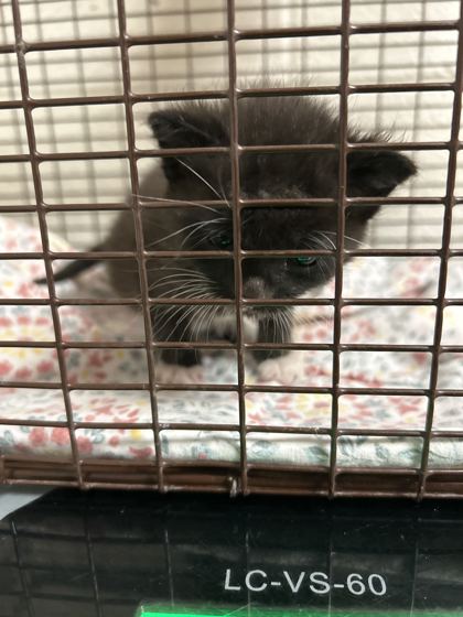 Shelter Stray Male Cat last seen Near Pedigo Rd, City of Knoxville ASO, TN, 3201 Division St, Knoxville, TN 37919, USA