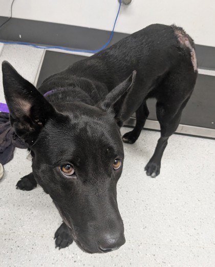Shelter Stray Female Dog last seen Channel Way/ Regatta Dr, Oakland,, 1101 29th Ave, Oakland, CA 94601, USA