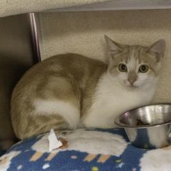 Shelter Stray Female Cat last seen Near Edward St, Verona, City of, WI, 5132 Voges Rd, Madison, WI 53718, USA