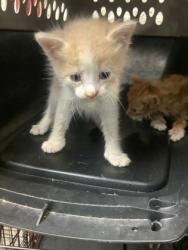 Shelter Stray Male Cat last seen Near E Arlington Ave, Central District, TX, 355 Hillshire Dr, Haslet, TX 76052, USA