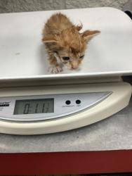 Shelter Stray Male Cat last seen Near E Arlington Ave, Central District, TX, 355 Hillshire Dr, Haslet, TX 76052, USA