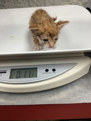 Shelter Stray Male Cat last seen Near E Arlington Ave, Central District, TX, 355 Hillshire Dr, Haslet, TX 76052, USA