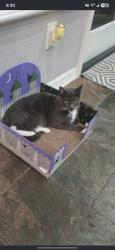 Reunited Male Cat last seen RAINS AND campus Park, Moorpark, CA 93021
