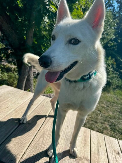 Shelter Stray Male Dog last seen Near Blk N. Bentalou, 21217, MD, 2490 Giles Rd, Baltimore, MD 21225, USA