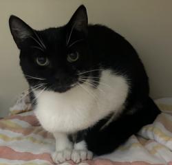 Shelter Stray Male Cat last seen Near Peachtree Blvd, CHAMBLEE, GA, 30341, 30341, GA, 3280 Chamblee Dunwoody Rd, Chamblee, GA 30341, USA