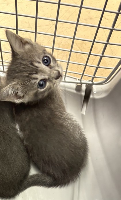 Shelter Stray Unknown Cat last seen Near Fellowship RdTucker, GA 30084, 30084, GA, 3280 Chamblee Dunwoody Rd, Chamblee, GA 30341, USA