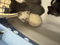 Shelter Stray Unknown Cat last seen Near Fellowship RdTucker, GA 30084, 30084, GA, 3280 Chamblee Dunwoody Rd, Chamblee, GA 30341, USA