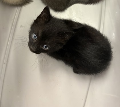 Shelter Stray Unknown Cat last seen Near Fellowship RdTucker, GA 30084, 30084, GA, 3280 Chamblee Dunwoody Rd, Chamblee, GA 30341, USA