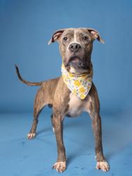 Shelter Stray Male Dog last seen Near Butner Rd SW / County Line Rd SW,, Atlanta, GA, 1251 Fulton Industrial Blvd NW, Atlanta, GA 30336, USA