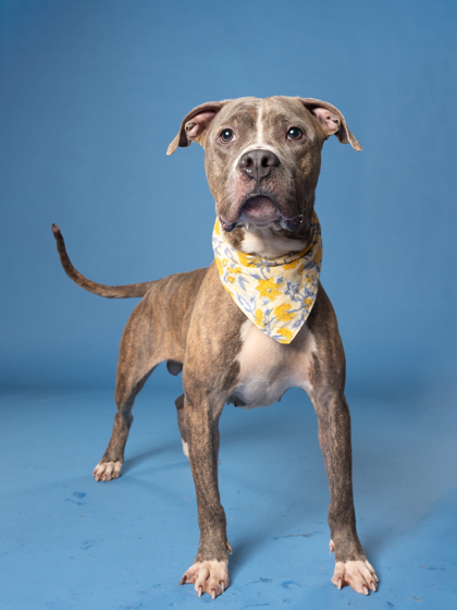 Shelter Stray Male Dog last seen Near Butner Rd SW / County Line Rd SW,, Atlanta, GA, 1251 Fulton Industrial Blvd NW, Atlanta, GA 30336, USA
