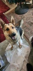 Reunited Female Dog last seen Between Dayle and Montecito Rd., Ramona, CA 92065