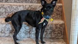 Reunited Female Dog last seen Pine Bluff Trail Head, MN, Inver Grove Heights, MN 55076