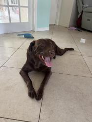 Found/Stray Male Dog last seen Damask and Clearbrook, Port St. Lucie, FL 34983