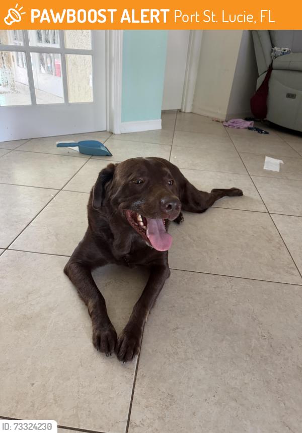Found/Stray Male Dog last seen Damask and Clearbrook, Port St. Lucie, FL 34983