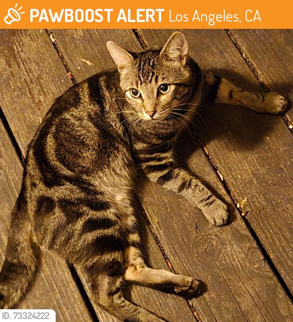 Found/Stray Male Cat last seen Hollywood Blvd & Vista St, Los Angeles, CA 90046