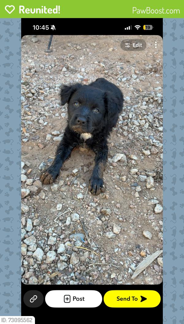 Reunited Female Dog last seen Ellsworth and Sunland / Ellsworth and Pueblo, Mesa, AZ 85208
